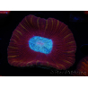 WYSIWYG Trachyphyllia geoffroyi B4 (Scheletro 6,5 cm / Aperto 8 cm)