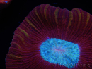 WYSIWYG Trachyphyllia geoffroyi B4 (Skelett 6.5 cm/ Geöffnet 8 cm)