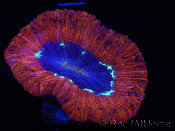 WYSIWYG Trachyphyllia geoffroyi B5 (Scheletro 5 cm / Aperto 6,5 cm)