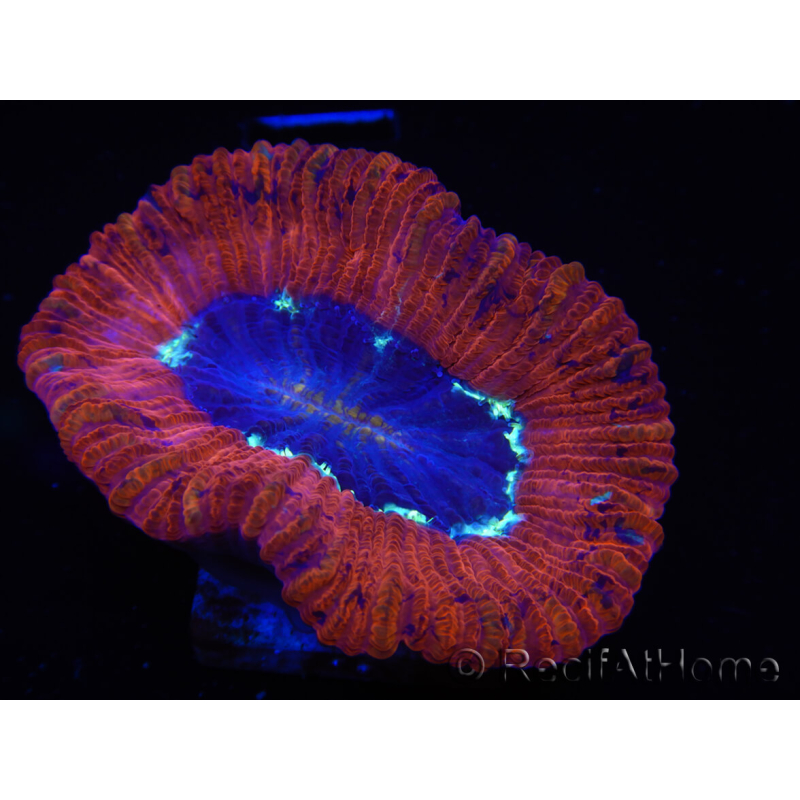 WYSIWYG Trachyphyllia geoffroyi B5 (Skelett 5 cm/ Geöffnet 6,5 cm)