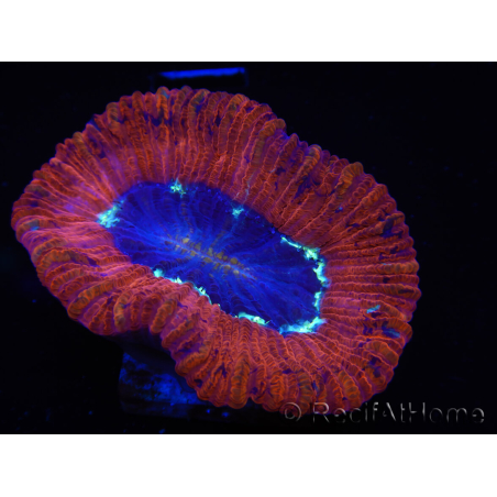 WYSIWYG Trachyphyllia geoffroyi B5 (Skeleton 5 cm/ Open 6.5 cm)