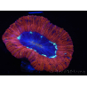 WYSIWYG Trachyphyllia geoffroyi B5 (Scheletro 5 cm / Aperto 6,5 cm)