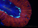 WYSIWYG Trachyphyllia geoffroyi B5 (Skeleton 5 cm / Open 6.5 cm)