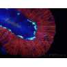 WYSIWYG Trachyphyllia geoffroyi B5 (Skelett 5 cm/ Geöffnet 6,5 cm)