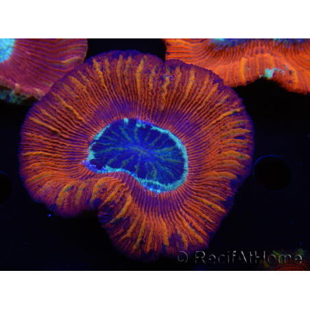 WYSIWYG Trachyphyllia geoffroyi B6 (4 cm)