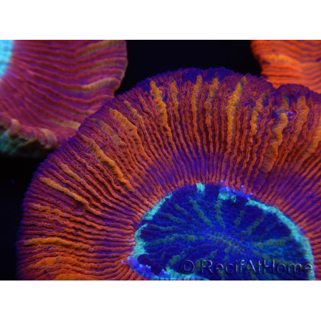 WYSIWYG Trachyphyllia geoffroyi B6 (4 cm)