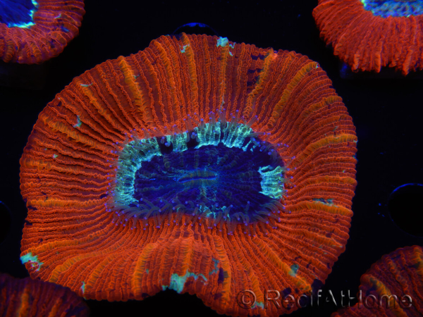 WYSIWYG Trachyphyllia geoffroyi C1 (Scheletro 4 cm/ Aperto 5 cm)