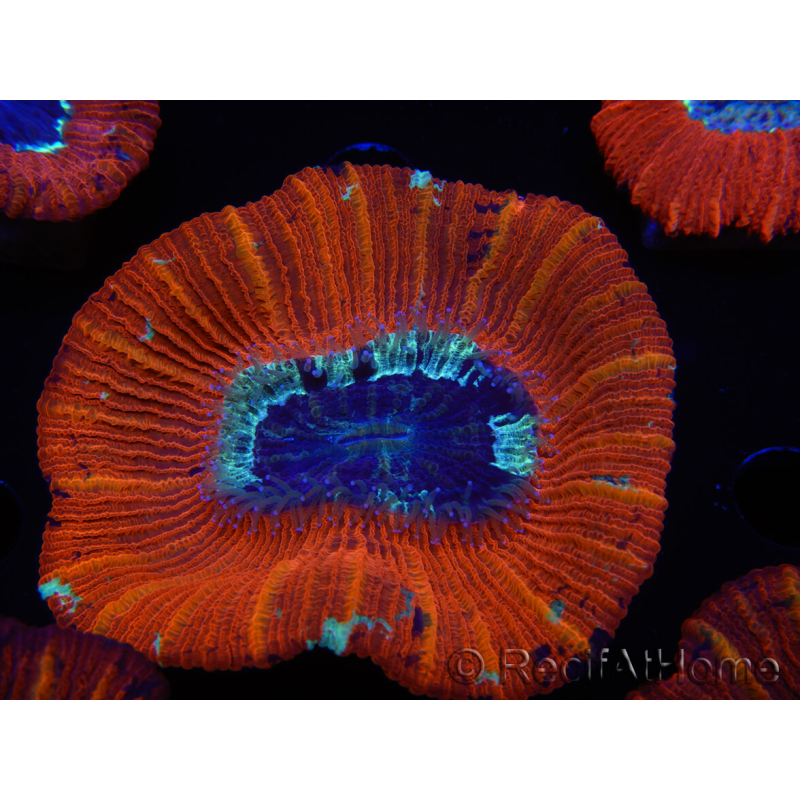 WYSIWYG Trachyphyllia geoffroyi C1 (Skeleton 4 cm / Open 5 cm)