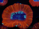 WYSIWYG Trachyphyllia geoffroyi C1 (Scheletro 4 cm/ Aperto 5 cm)