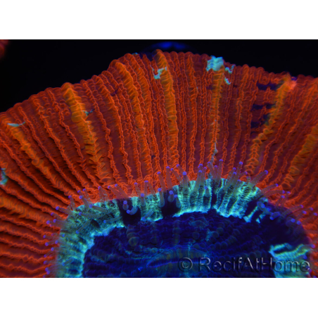 WYSIWYG Trachyphyllia geoffroyi C1 (Skeleton 4 cm / Open 5 cm)