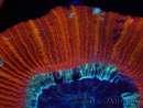 WYSIWYG Trachyphyllia geoffroyi C1 (Scheletro 4 cm/ Aperto 5 cm)