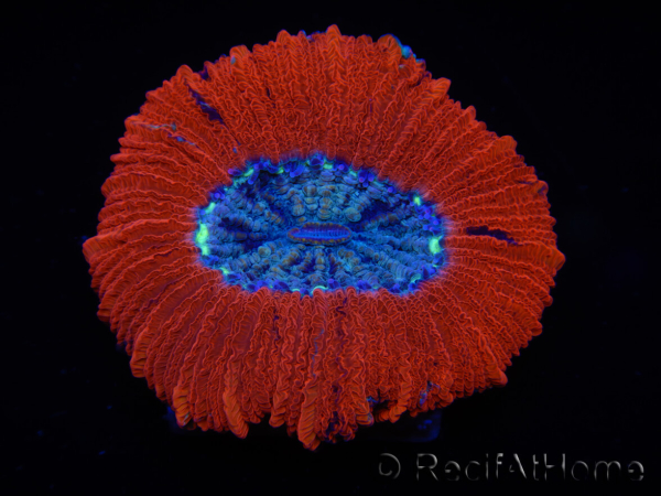 WYSIWYG Trachyphyllia geoffroyi C2 (Skelett 4 cm / Geöffnet 5 cm)