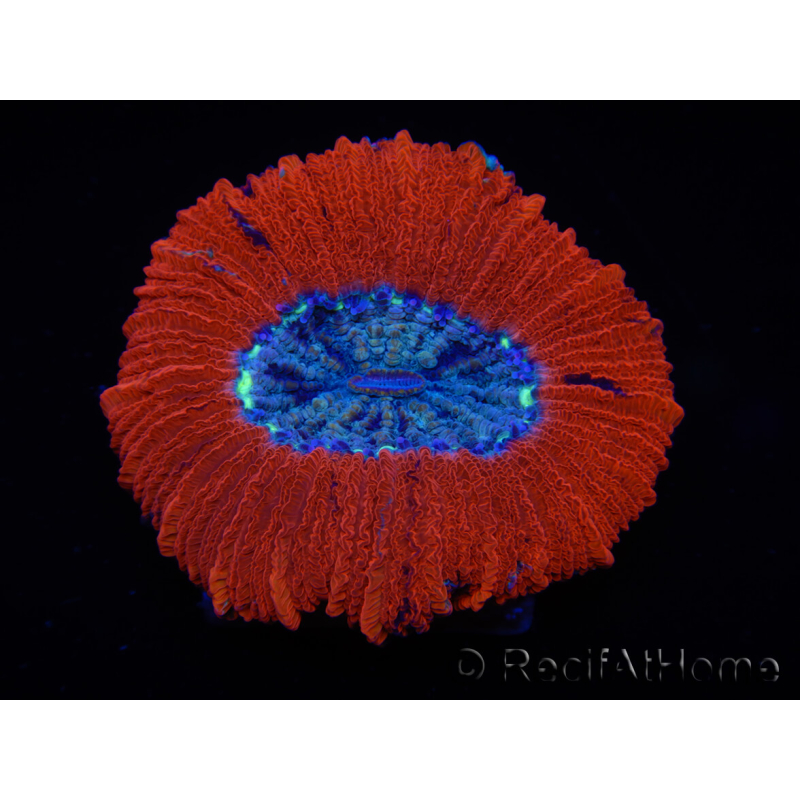 WYSIWYG Trachyphyllia geoffroyi C2 (Esqueleto 4 cm / Abierto 5 cm)