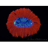 WYSIWYG Trachyphyllia geoffroyi C2 (Scheletro 4 cm/ Aperto 5 cm)