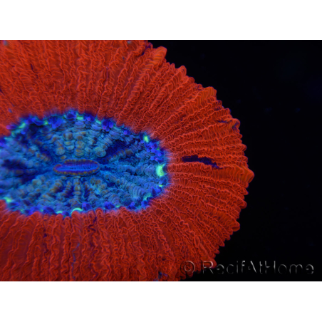 WYSIWYG Trachyphyllia geoffroyi C2 (Skeleton 4 cm / Open 5 cm)