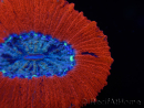 WYSIWYG Trachyphyllia geoffroyi C2 (Skelett 4 cm / Geöffnet 5 cm)