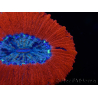 WYSIWYG Trachyphyllia geoffroyi C2 (Esqueleto 4 cm / Abierto 5 cm)