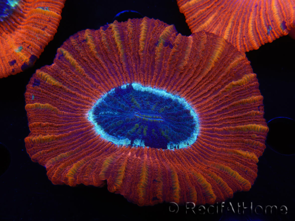 WYSIWYG Trachyphyllia geoffroyi C3 (Scheletro 4.5 cm/ Aperto 6.5 cm)