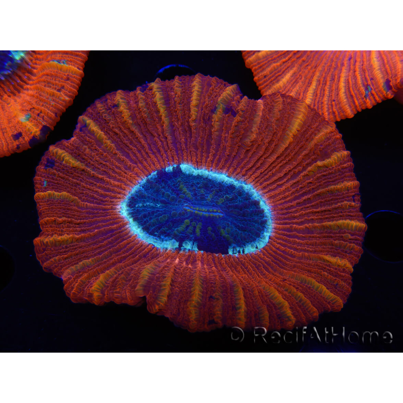 WYSIWYG Trachyphyllia geoffroyi C3 (Scheletro 4.5 cm/ Aperto 6.5 cm)