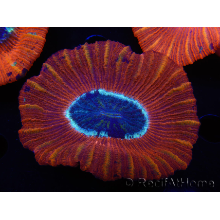 WYSIWYG Trachyphyllia geoffroyi C3 (Skelett 4,5 cm/ Geöffnet 6,5 cm)