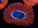 WYSIWYG Trachyphyllia geoffroyi C3 (Scheletro 4.5 cm/ Aperto 6.5 cm)