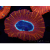 WYSIWYG Trachyphyllia geoffroyi C3 (Esqueleto 4.5 cm / Abierto 6.5 cm)