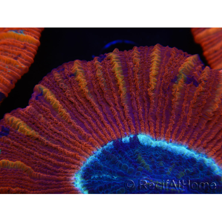 WYSIWYG Trachyphyllia geoffroyi C3 (Esqueleto 4.5 cm / Abierto 6.5 cm)