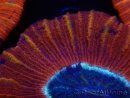 WYSIWYG Trachyphyllia geoffroyi C3 (Scheletro 4.5 cm/ Aperto 6.5 cm)
