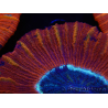 WYSIWYG Trachyphyllia geoffroyi C3 (Esqueleto 4.5 cm / Abierto 6.5 cm)