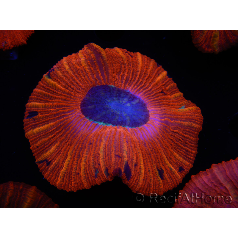 WYSIWYG Trachyphyllia geoffroyi C4 (Skelett 4 cm / Geöffnet 6,5 cm)