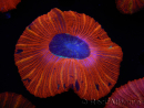 WYSIWYG Trachyphyllia geoffroyi C4 (Skelett 4 cm / Geöffnet 6,5 cm)