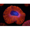 WYSIWYG Trachyphyllia geoffroyi C4 (Skelett 4 cm / Geöffnet 6,5 cm)