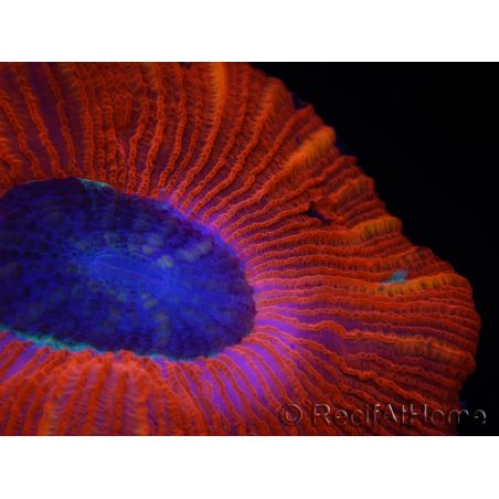 WYSIWYG Trachyphyllia geoffroyi C4 (Scheletro 4 cm / Aperto 6,5 cm)