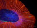WYSIWYG Trachyphyllia geoffroyi C4 (Esqueleto 4 cm/ Abierto 6.5 cm)