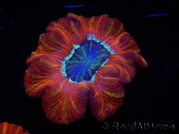 WYSIWYG Trachyphyllia geoffroyi C5 (Skeleton 4.5 cm/ Open 7 cm)