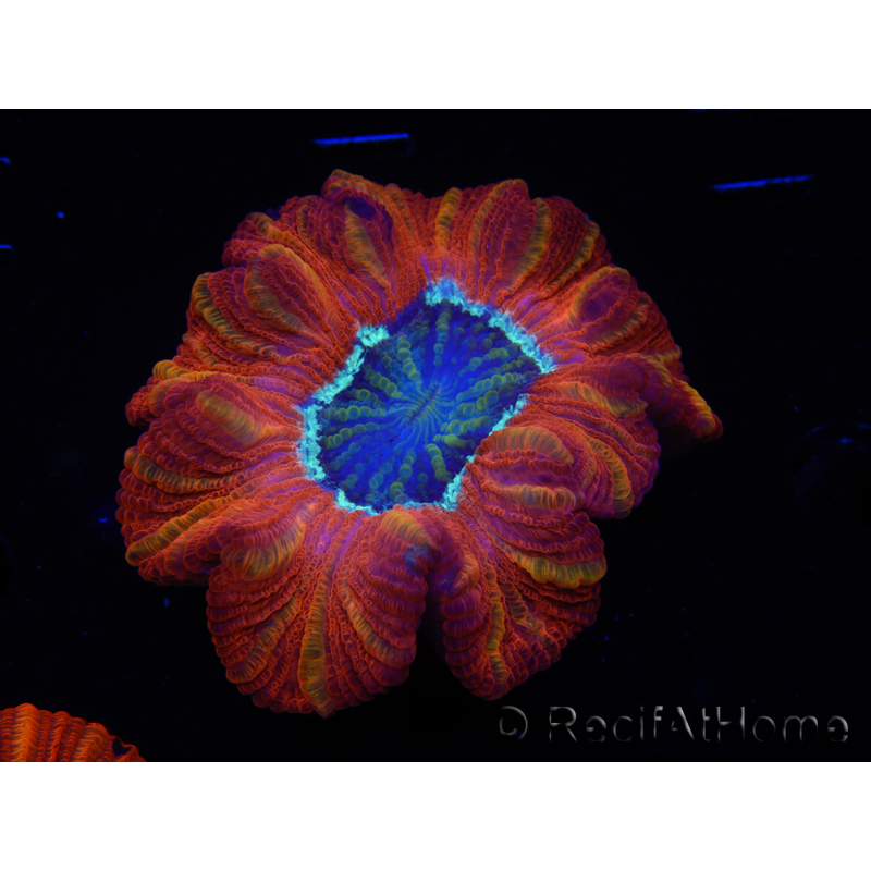 WYSIWYG Trachyphyllia geoffroyi C5 (Scheletro 4,5 cm/ Aperto 7 cm)