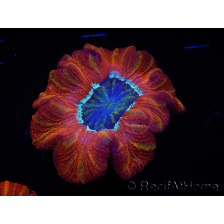 WYSIWYG Trachyphyllia geoffroyi C5 (Skeleton 4.5 cm/ Open 7 cm)