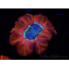 WYSIWYG Trachyphyllia geoffroyi C5 (Skelett 4,5 cm/ Geöffnet 7 cm)