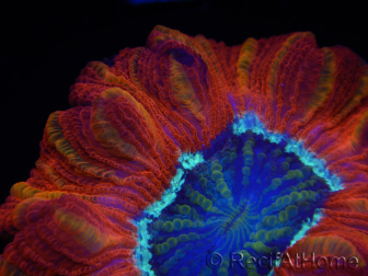 WYSIWYG Trachyphyllia geoffroyi C5 (Skelett 4,5 cm/ Geöffnet 7 cm)