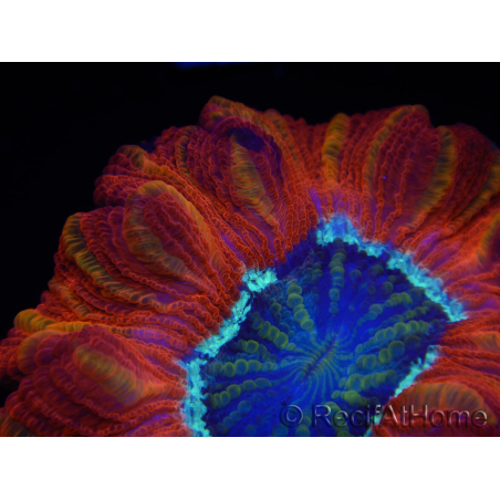 WYSIWYG Trachyphyllia geoffroyi C5 (Skeleton 4.5 cm/ Open 7 cm)