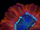 WYSIWYG Trachyphyllia geoffroyi C5 (Skeleton 4.5 cm/ Open 7 cm)