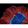 WYSIWYG Trachyphyllia geoffroyi C5 (Skelett 4,5 cm/ Geöffnet 7 cm)