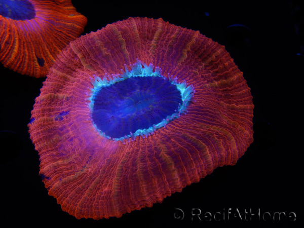 WYSIWYG Trachyphyllia geoffroyi C6 (6 cm)