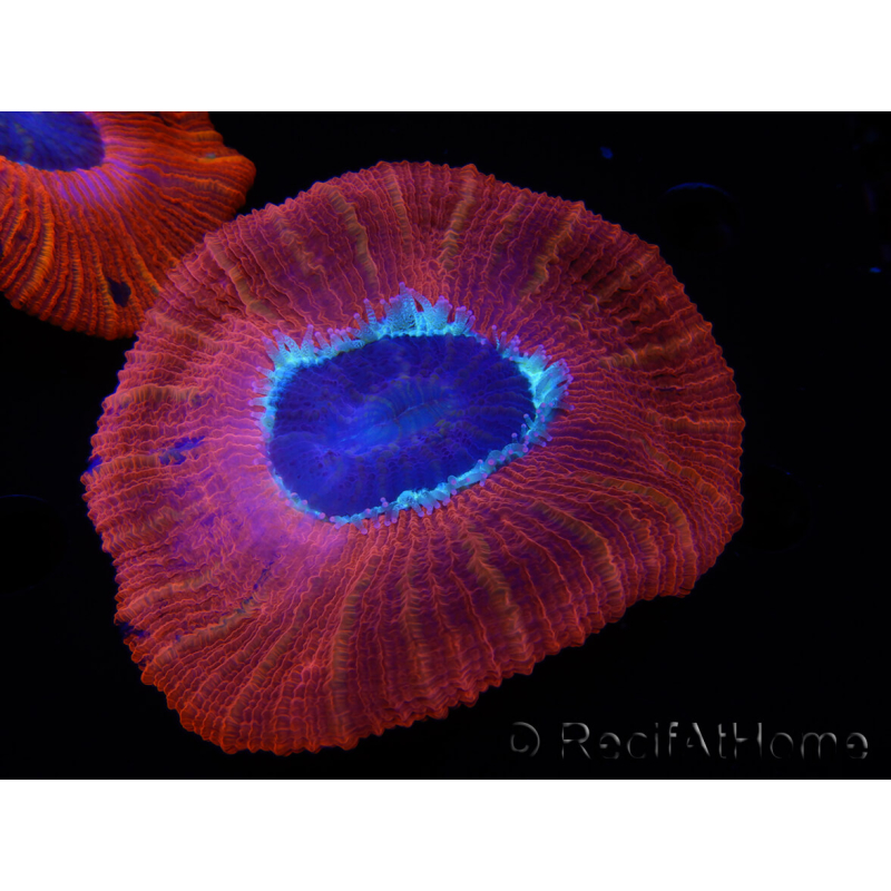 WYSIWYG Trachyphyllia geoffroyi C6 (6 cm)