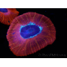 WYSIWYG Trachyphyllia geoffroyi C6 (6 cm)