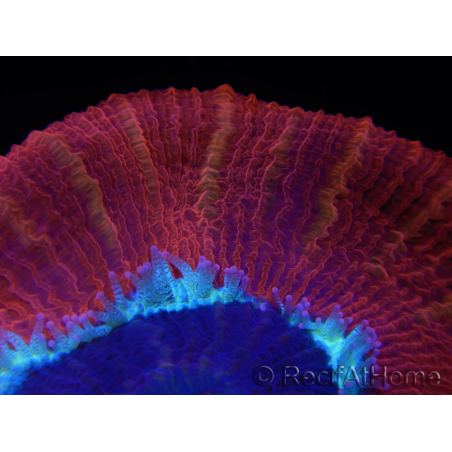 WYSIWYG Trachyphyllia geoffroyi C6 (6 cm)