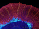 WYSIWYG Trachyphyllia geoffroyi C6 (6 cm)