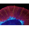 WYSIWYG Trachyphyllia geoffroyi C6 (6 cm)