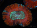 WYSIWYG Trachyphyllia geoffroyi A6 (4,5 cm)