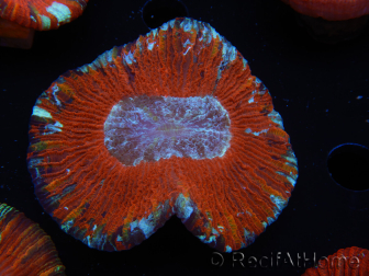 WYSIWYG Trachyphyllia geoffroyi B1 (5 cm)